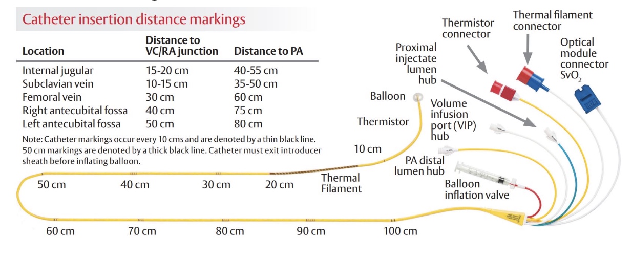 Swan-Ganz catheter anatomy
